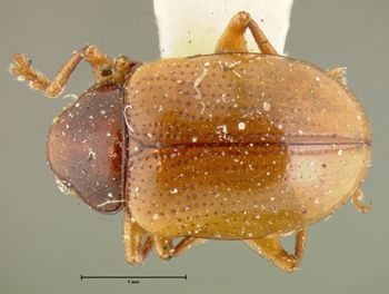 Media type: image;   Entomology 5063 Aspect: habitus dorsal view